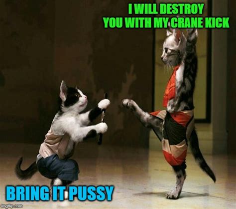 Image Tagged In Kung Fu Catmemescatsfunnykung Fuanimals Imgflip