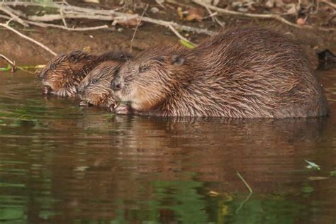 England Might Reintroduce Beavers After 400 Years