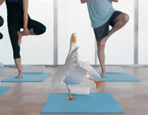 Aflac Duck Quacks His Way Through Yoga Class In New Ad Adweek
