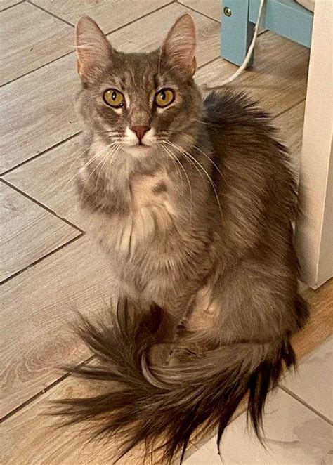 Adoptable Domestic Long Hair Cats Chewy