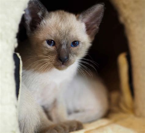 Classic Siamese Kittens! | Petclassifieds.com