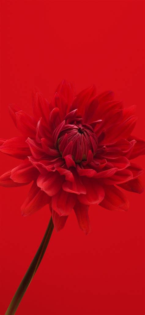 Iphone Flower Wallpaper 195