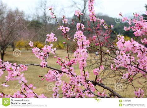 Beautiful Peach Blossoms In Spring Stock Photo Image Of Spring