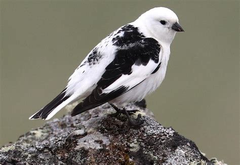 Snow Bunting Facts Male And Female Description Diet And Behavior