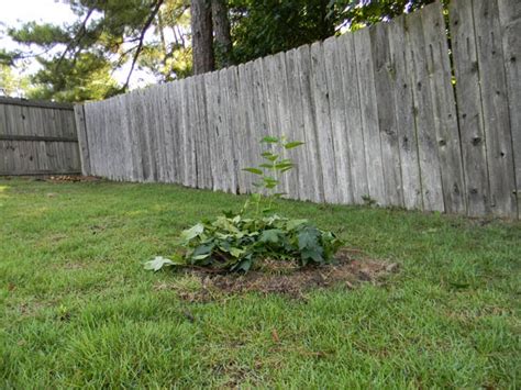 Fedex direct to your home · healthy, mature plants Planting Fruit Trees in Georgia | The Survival Gardener