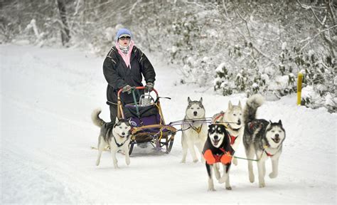 In The Spotlight Snow Dogs Sled Racing A Lifestyle For Local Musher