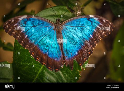Mariposa Morpho Peleides Azul Morpho Peleides También Conocido Como