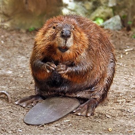 Interesting Facts About Beavers Neatorama