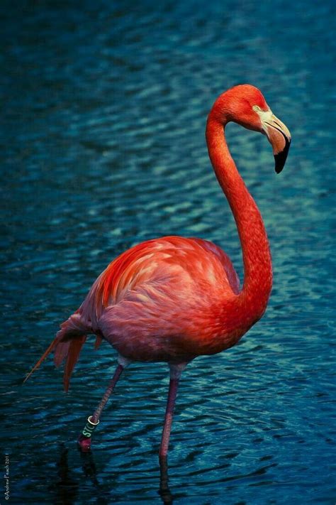 Pin On Flamingoes