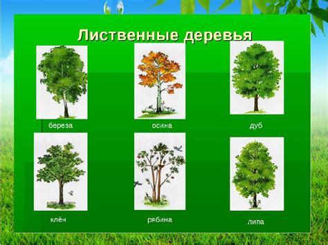 Лиственные Деревья Названия С Картинками В России Telegraph