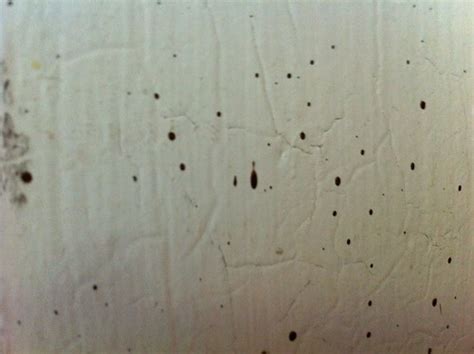 Image 40 Of Bed Bug Poop On Walls Wristoneze