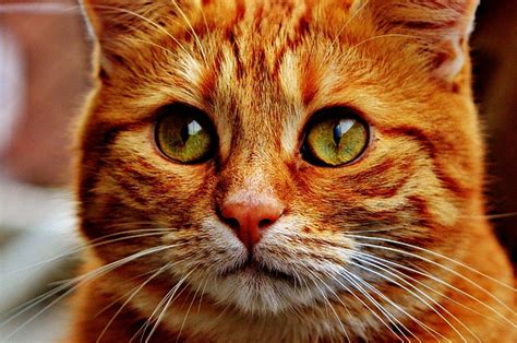 Cat Red Cute · Free Photo On Pixabay