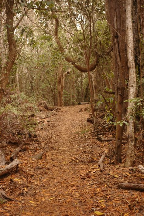 To Kauai: Nualolo - Awa'awa'puhi Trail Hike