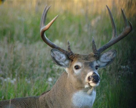 Impressive 8 Point Buck Whitetail Deer Buck Hunting Season