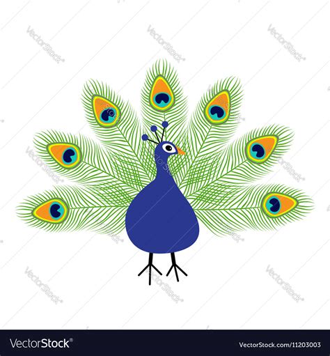 Peacock Open Tail Feather Out Beautiful Exotic Vector Image