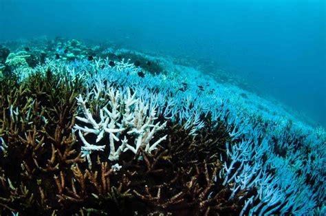 Dead Coral Reefs