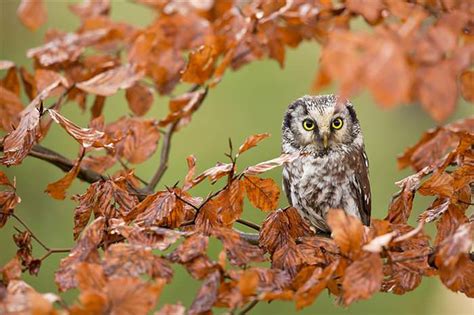 31 Animals That Simply Love The Autumn