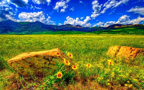 Summer Wild Flowers Stones Meadow Mountain Blue Sky With White Clouds Landscape Nature Desktop