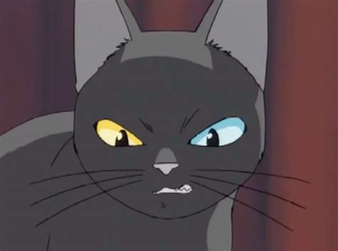 Animal Anime Black Cat Black Cat Wild Kurisu Tumblr Is A Place To