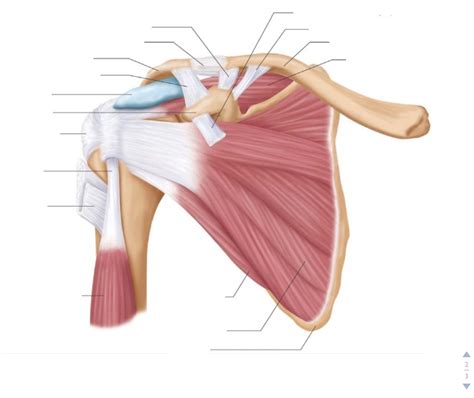 Shoulder Anatomy Posterior Diagram Quizlet