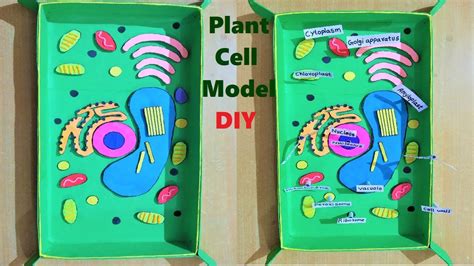 Plant Cell Model 3d For School Science Fair Project Diy Howtofunda