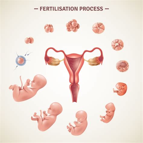 free vector human fertilization process poster