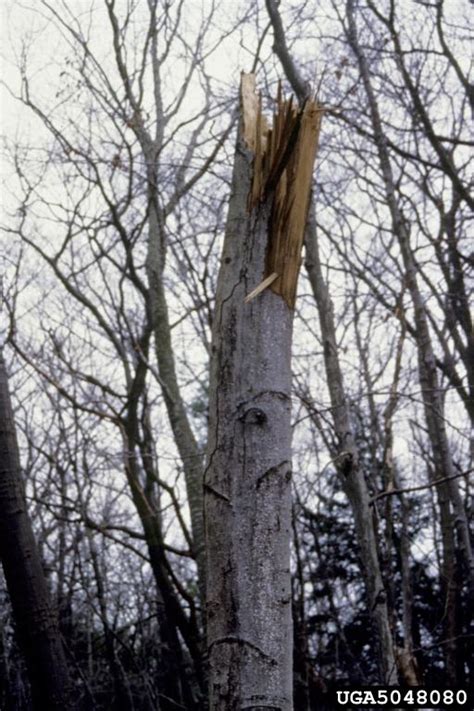 Beech Bark Disease Vermont Invasives