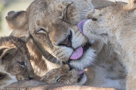 Lion Cub Gets A Slobbering From Lionesses In Kenya Daily Mail Online
