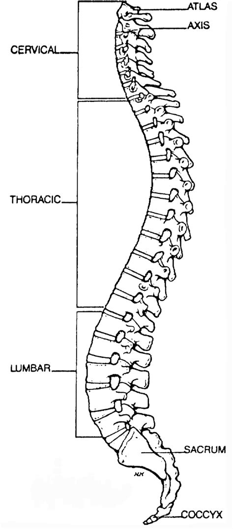 Curvature Of The Spine Faqs About Flatback Syndrome Each Of These
