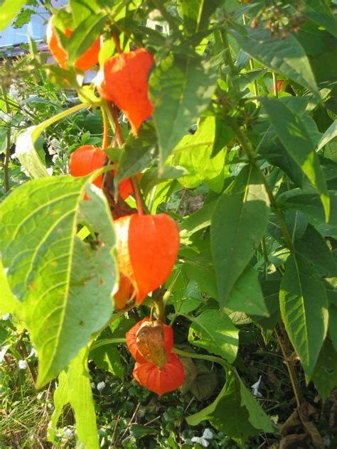 Anyone ever heard of that? Chinese Lantern plant, the red parts are hollow | Flickr ...