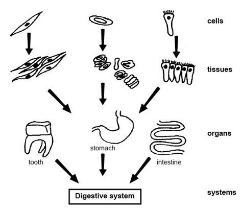 Tissues of course are specialized already, which makes them tissues, but within tissues there are also in plant cells,large central vacuoles are present but in animal cells vacuoles are very less in the relationship between a normal and a cancer cell is really complex. Anatomy and Physiology of Animals/Body Organisation ...