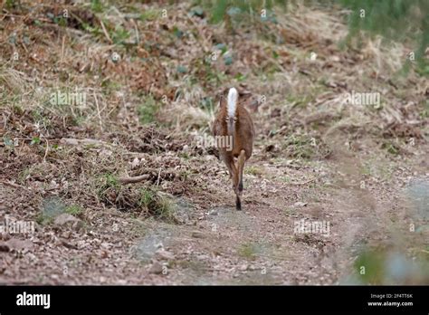 Rear View Of A Muntjac Deer With Its Tail Up In The Forest Of Dean