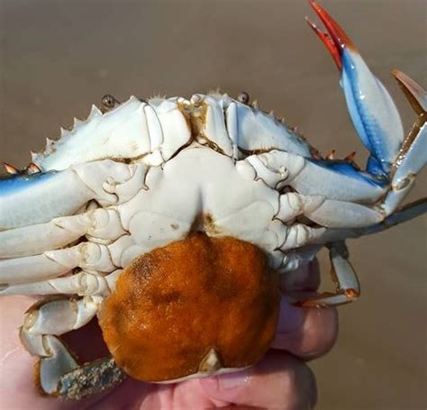 Tagged Blue Claw Crabs
