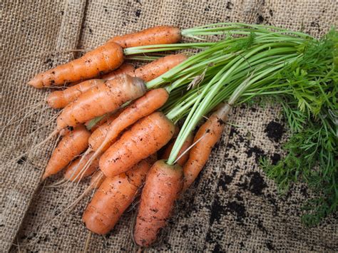 How To Grow Your Own Carrots Small Green Things