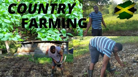 Jamaican Farmer Farming Sweet Pepper In The Country Vlog Jamaica
