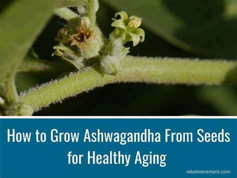 How To Grow Ashwagandha From Seeds For Healthy Aging Rebel Retirement