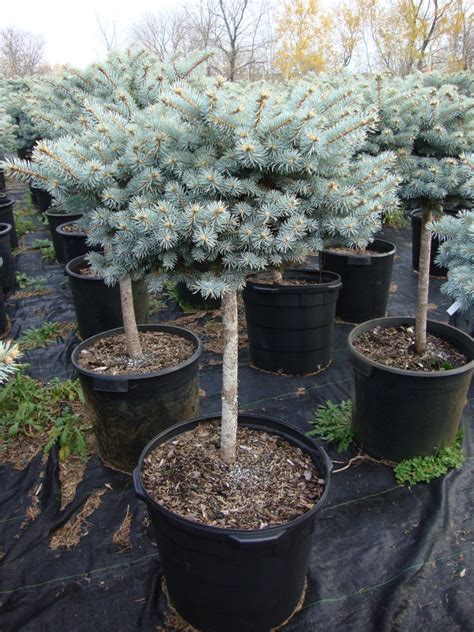 Find weeping colorado blue spruce (picea pungens 'pendula') in inver grove heights, minnesota (mn) at gertens (blue colorado spruce;colorado blue spruce). Baker Lake Nursery - Products - Grafted Specialties ...
