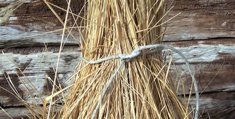 Buffalo grass is usually found in montana to minnesota and if you're interested in buffalo grass, you can plant it as seed or sod. How To Prune Ornamental Grass Plants from the Experts at ...
