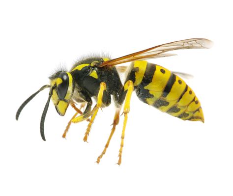 Wasps Problems Pest Control Long Island Nyc Westchester