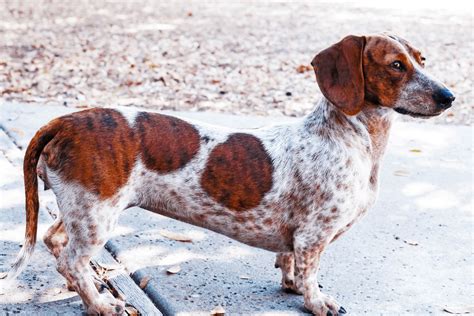 Piebald Dachshund Temperament Health Costs And Pictures