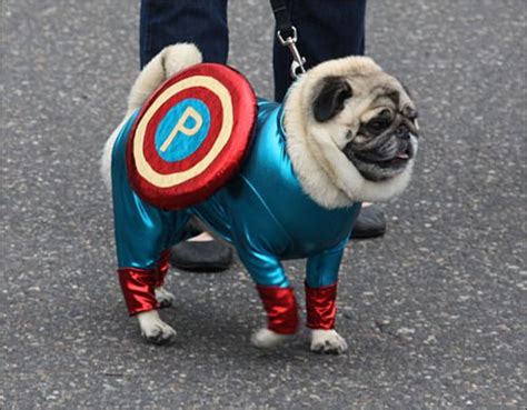 Via Ilovepugs Pugs In Costume Pugs Dog Costumes