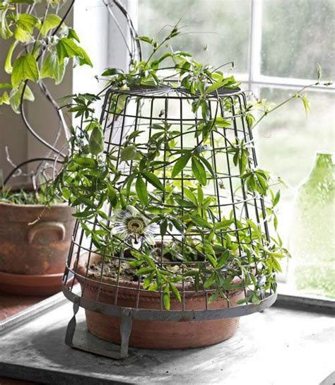 If you love outdoor plants, garden flowers and flower plants, plant flower bulbs to add some beauty, flair and cut flowers in your future. house plants near me, #houseplants | Indoor vines, Plants ...