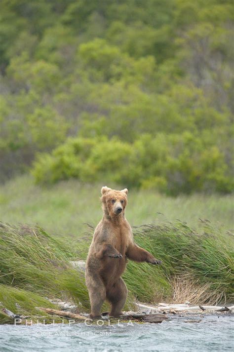 Brown Bear Ursus Arctos Brooks River Katmai National Park Alaska