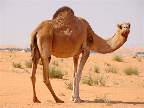 40 Interesting Camels Facts - Superior Facts - The Real and Quick