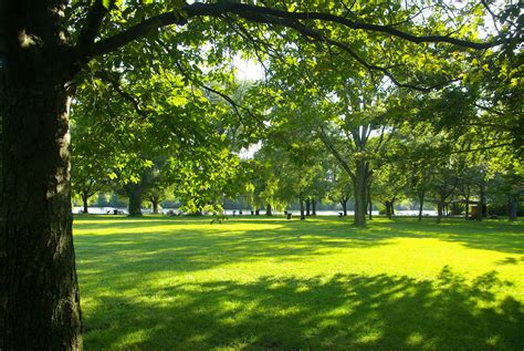 Effective Tree Shade Cool And Covered