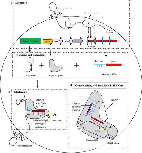 Mechanism Of Natural Crisprcas9 System Existing In Prokaryotes And