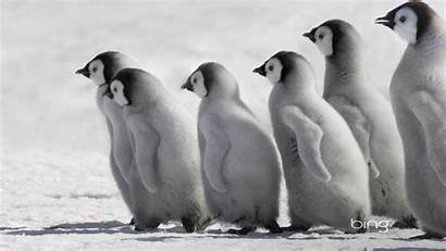 Penguins Penguin Desktop Wallpapers Pinguine Hintergrundbilder Animal