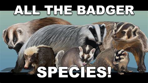 All The Badger Species Youtube