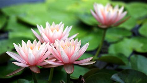 Beautiful Flowers Pink Water Lilies Dew Wallpaper Flowers