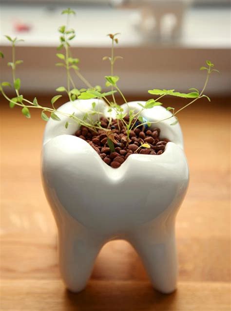 Maybe you would like to learn more about one of these? Tooth Planter for Dentist Office - All Gifts Considered